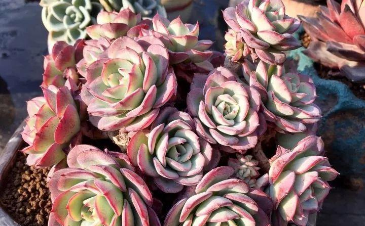 多肉植物肥美的秘诀只有一个