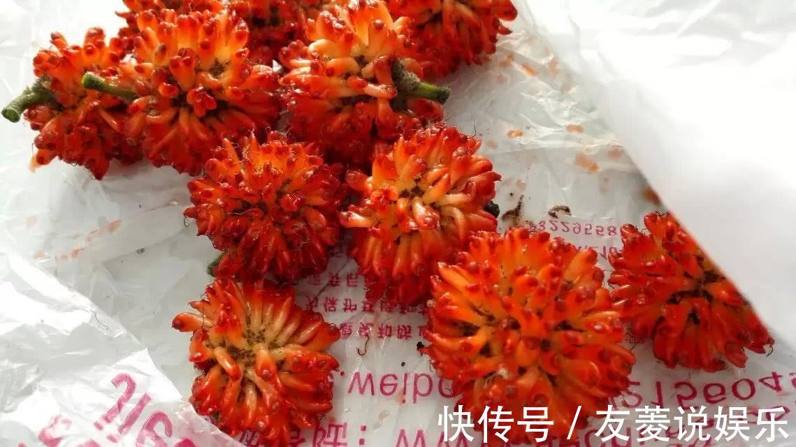 喂猪|这野果20年前遍地都是，农民砍了喂猪，不知是昂贵的补肾良子！