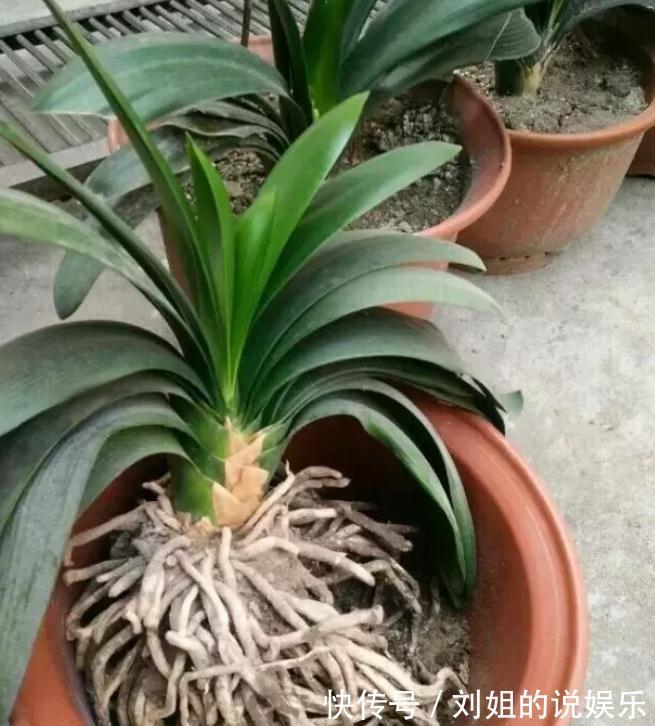 养君子兰,盆里放一块“它”,什么肥不用施,长得油绿、花多