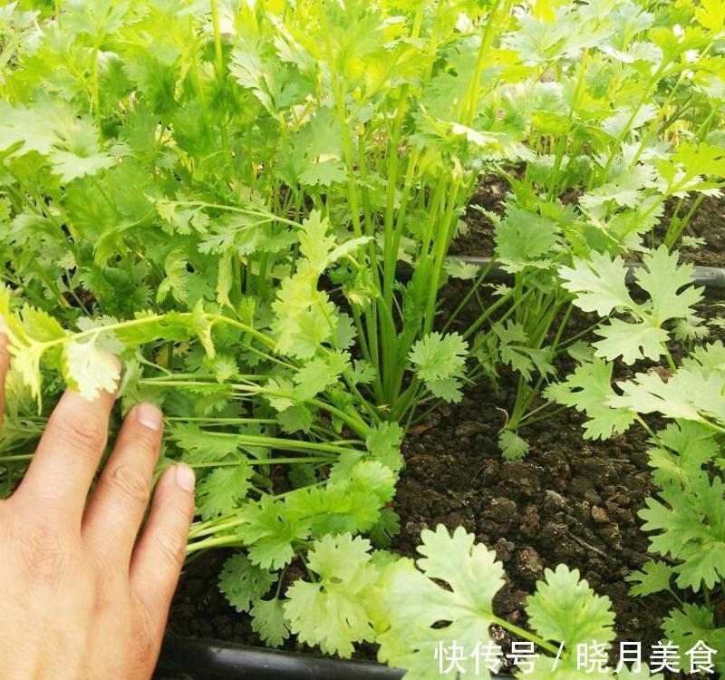 7种“蔬菜”冬天种,0度冻不死,吃一茬冒一茬,连续吃半年