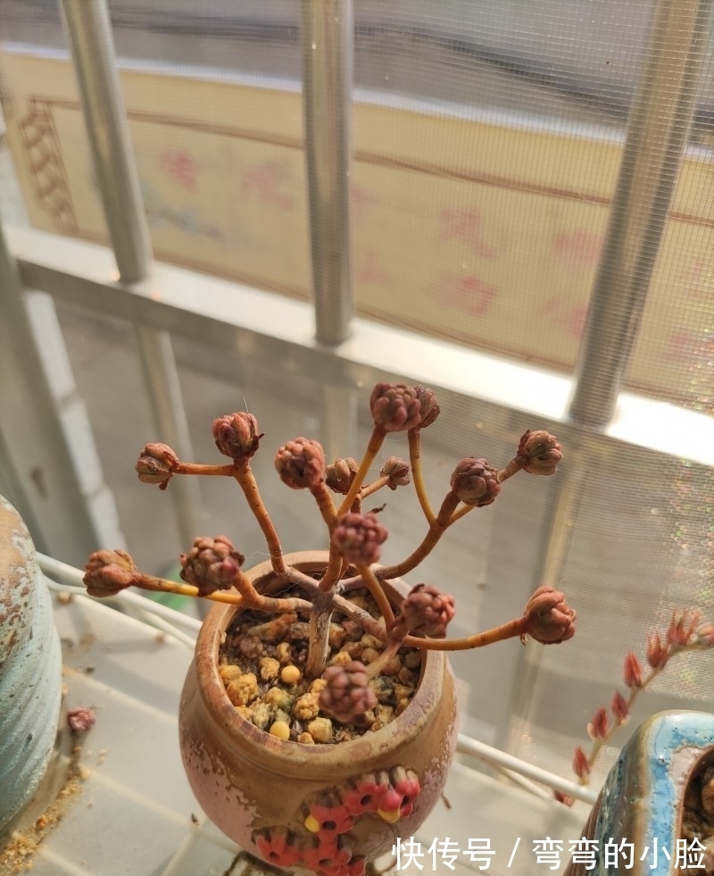 诺娃|有事没事看看多肉,才是度夏的基本保障