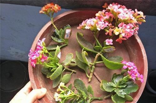 分享2个冬天扦插的小方法,10种花现在扦插正当时,生根快又壮