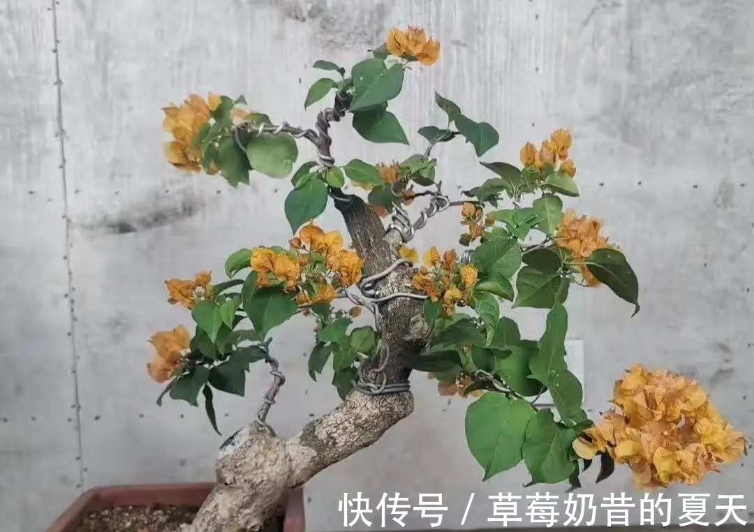 杂木类|缩剪技法,掌握1功能3部位,专治盆景造型散乱