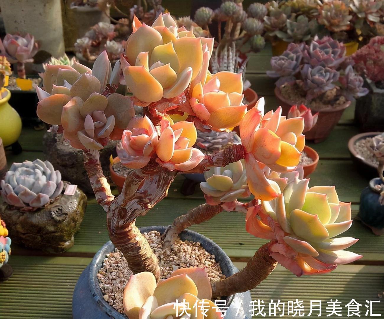 越养越丑的“三多肉”，已经拉入新手黑名单，别再把它们当作宝