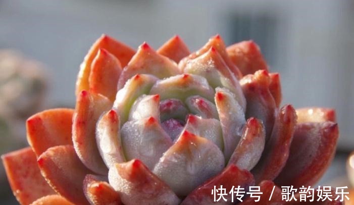 绿爪|送朋友多肉又不落俗套?红橙黄绿青蓝紫彩虹系7色多肉了解一下!