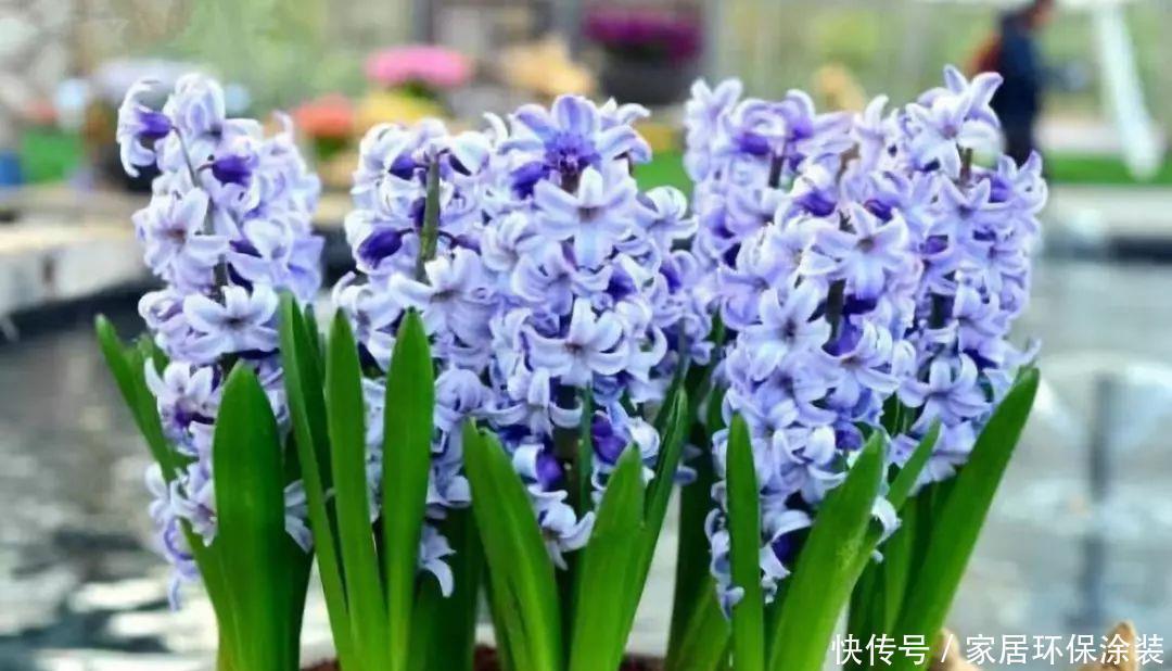 风信子冬怎么养?不要放在阳台上,浇水要注意几点