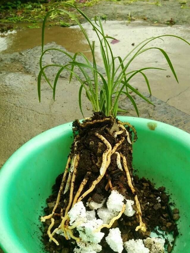 根系|养兰花,盆底垫上5种材料,根系长得好,不烂根不黄叶