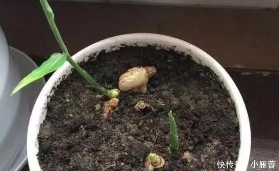 盆里种“生姜”,比君子兰好看,2个月“摘1次”,能吃6个月