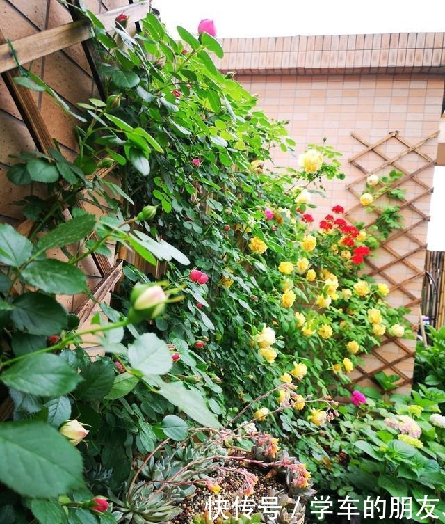 想让“月季”来年开花多12月就要“下功夫”,迟了来不及!