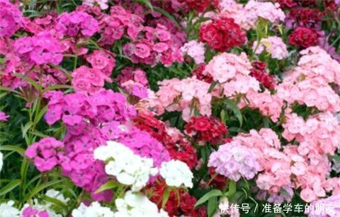 阳台养1种花,开花大半年,一开就成球,变成小花海!