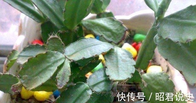 蟹爪兰怎么浇水不烂根？教你3个浇水小窍门，烂根后这样处理才对