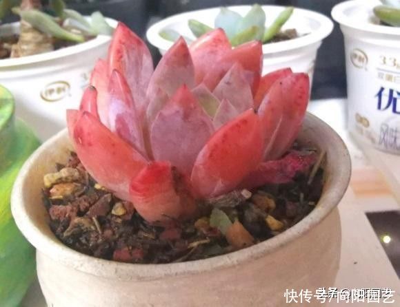 光照|多肉无需买太多,能把家里的养好了,这就够了,买多了没有用