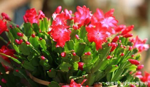 原来蟹爪兰要这样嫁接,难怪别人家的蟹爪兰开花那么多