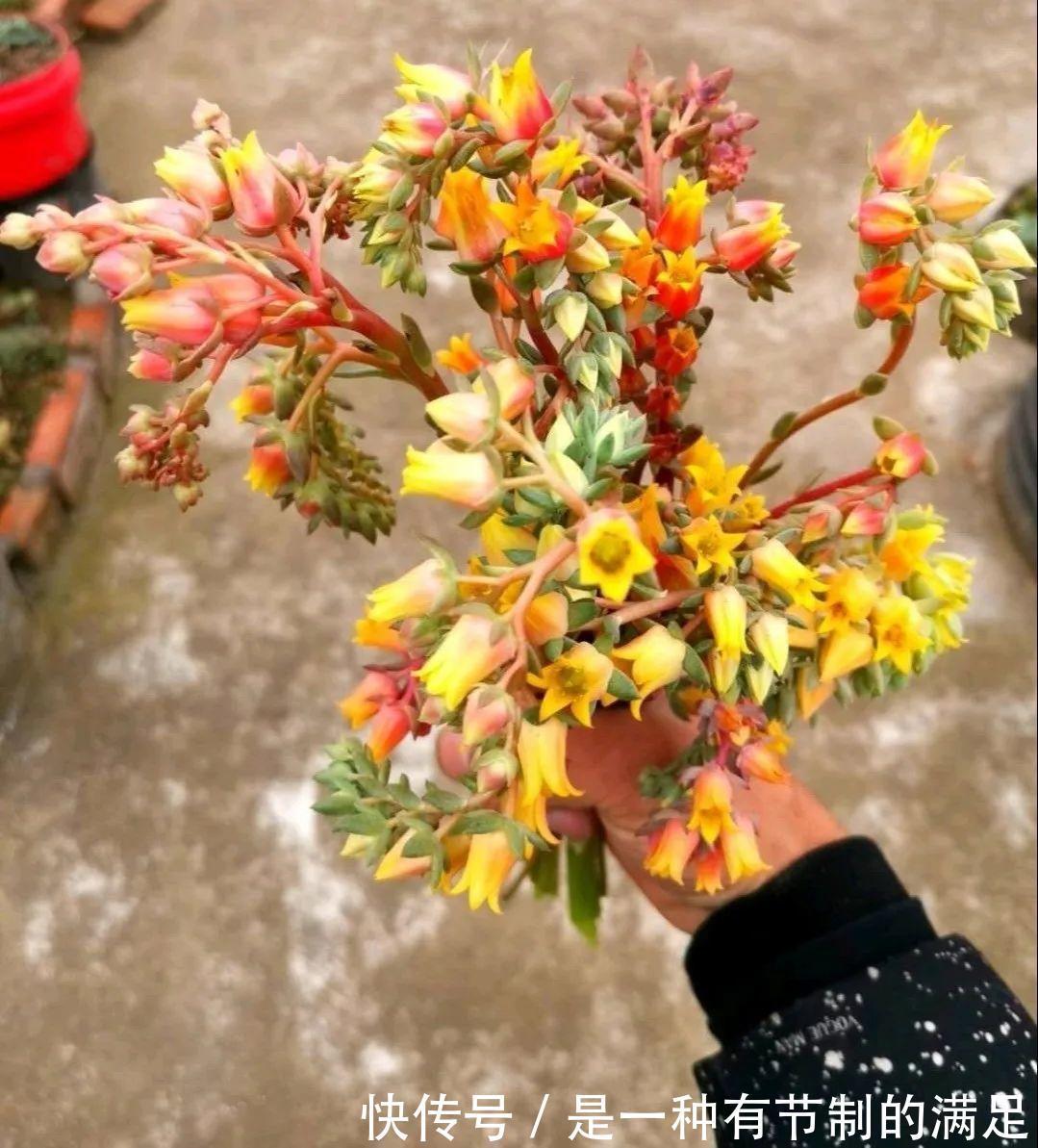 四川大哥养多肉,创意无极限,生活巴适得很!