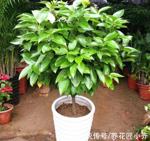 黄叶|如果你养着“大型绿植”，想要不落叶，不黄叶，把这4点做好