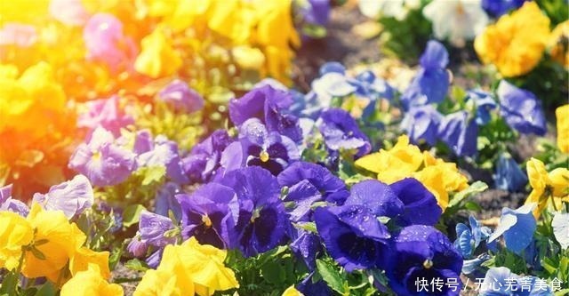 桔梗|这4种花,漂亮好养、耐寒花期长,能做美食能入药,营养健康