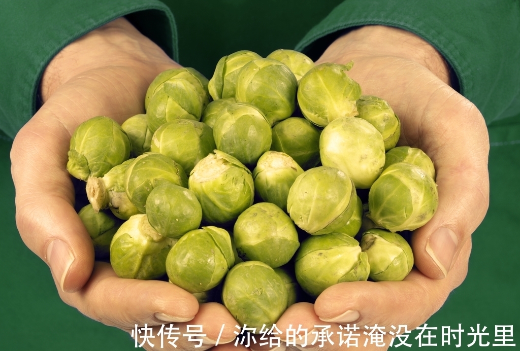 卷心菜|日本田间发现隐秘“小叶球”,能抗癌防老,价格不菲,市面上罕见