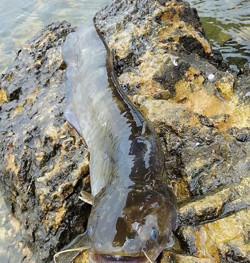 被人“误解”最多的鱼,5元1斤无人买,比甲鱼营养比鲫鱼好吃