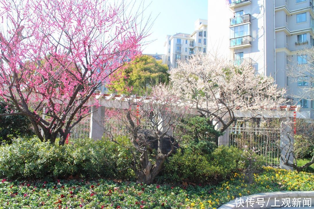 走进|梅开五福！普陀这里简直“美爆了”