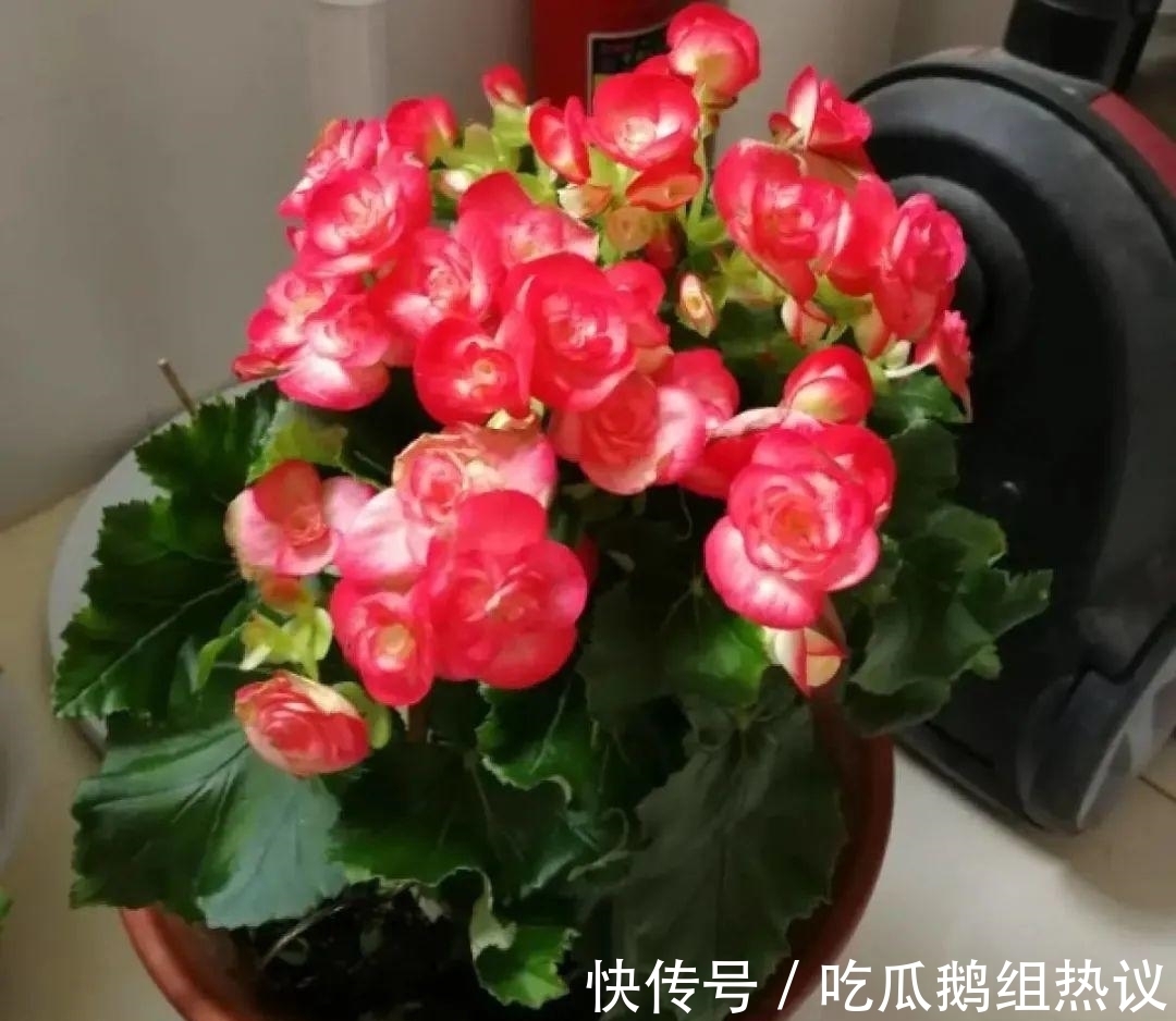 种花|9种花,夏天休眠了,一定少浇水,否则越浇越死