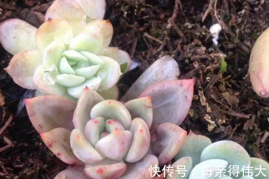 松针土可以养多肉吗,有什么好处,应该注意什么事项