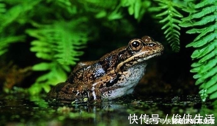 独立寒秋#毛泽东留给后世人几首绝世好诗词,您都读过吗