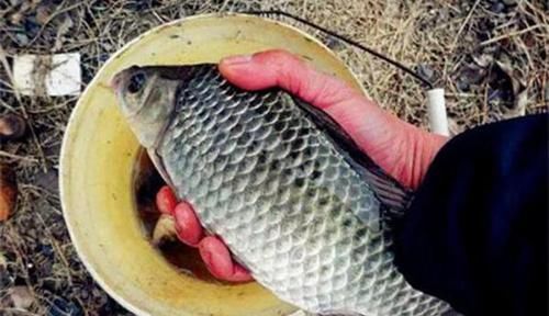 冬季手竿草边钓大鲫鱼，注意这4个要点