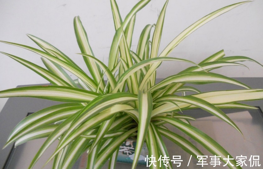 亮点|家庭养吊兰,照顾到此3点,普通绿植秒变家居“亮点”