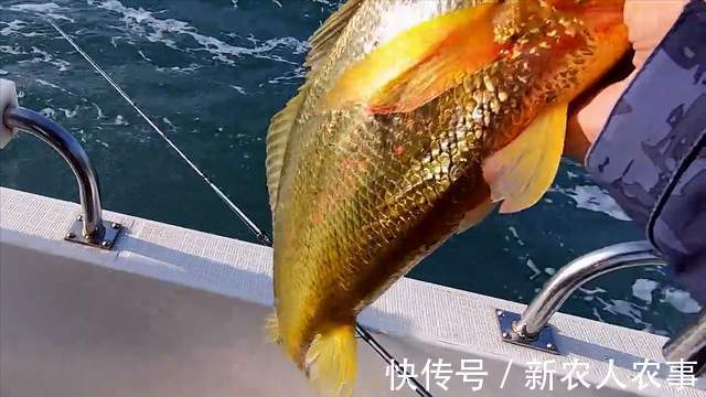 垂钓|浙江4名男子驾船3小时去海钓，收获了17条大黄鱼，总价值4.4万元