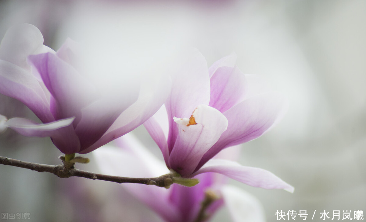 时光|一盏闲茶看落花,半帘月色酬知己