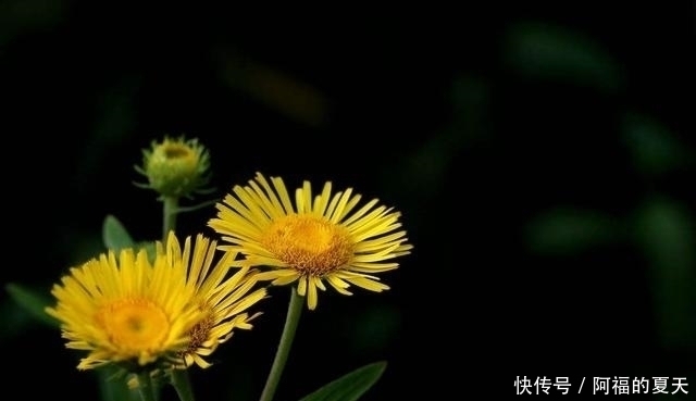 别把这种“菊”当做野菊花，它比野菊花更珍贵，价值更高！