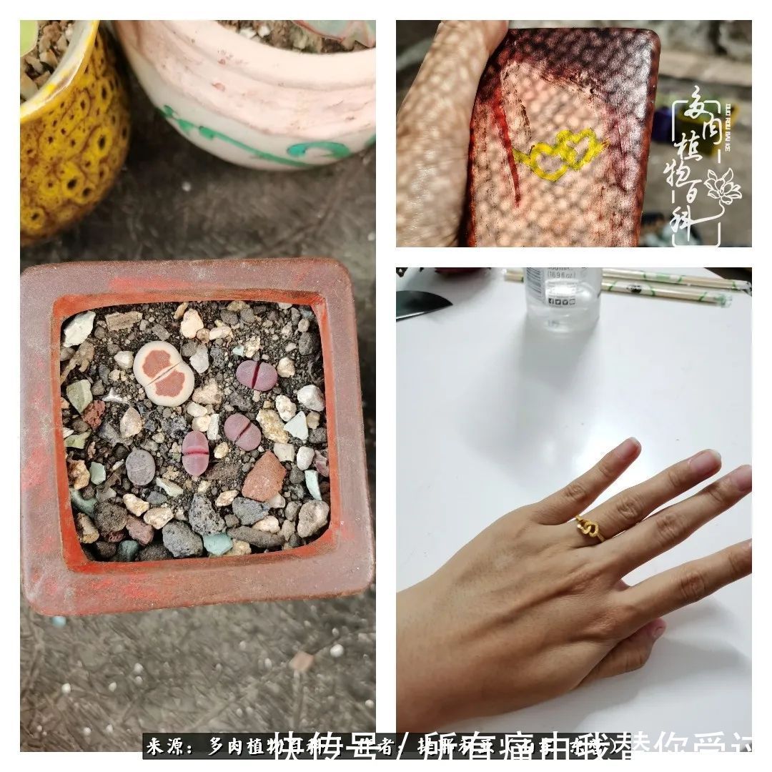 人如多肉,经阳光雨露历练后,亦会越挫越勇!