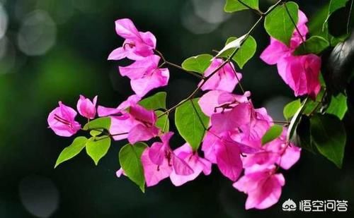 三角梅叶子徒长，怎样才会花开不断？