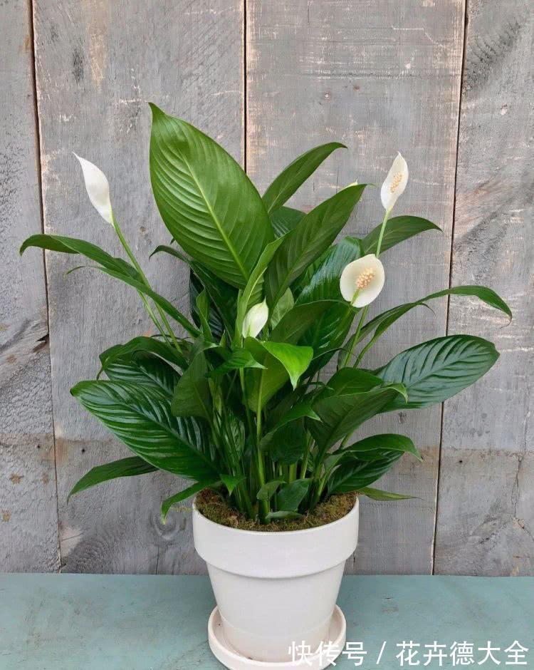 7种“转运花”，家里养一盆，漂亮又吉利，还有好运气