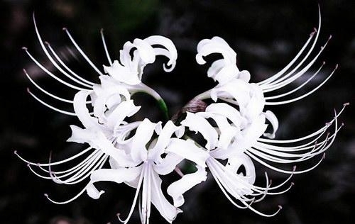 石蒜类|彼岸花,恶魔的温柔