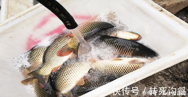 后脚|前脚放生鱼入水，后脚钓友下杆垂钓！垂钓者：我这是保护环境