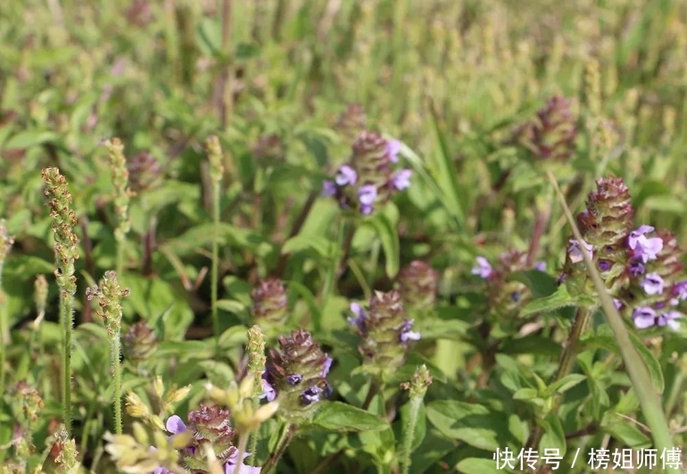 珍珠|过夏至就枯萎，曾是灾年“救命草”，比珍珠珍贵，如今常用于凉茶