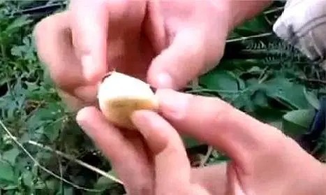 简简单单1根香蕉,渔获65斤,鲫鱼为主