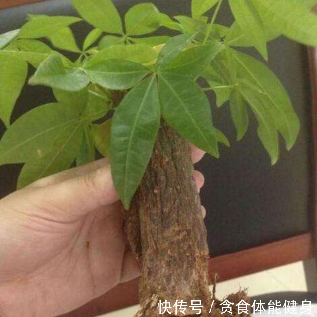 冬天,4种花要“旱着养”,水大烂根又黄叶!