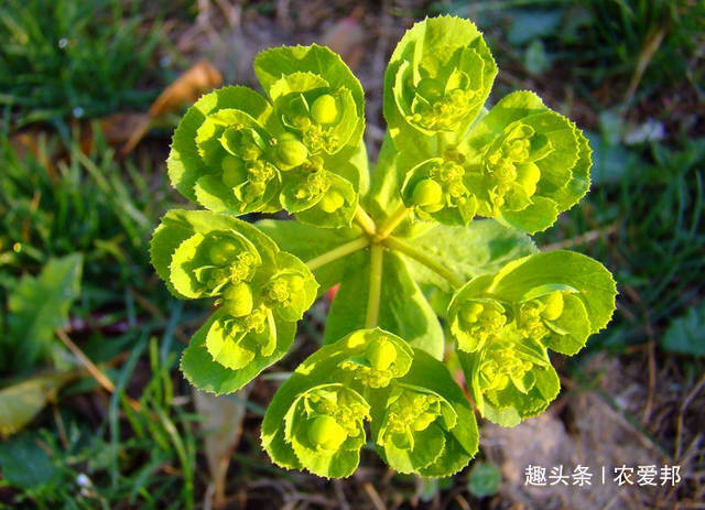 农爱邦|农村比较常见的野草，没想到它有这么多用处，这种草你见过吗