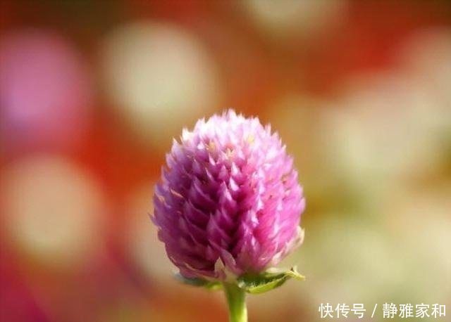 一种能常开不败的花卉盆栽,象征着永恒的爱,还能泡茶,受人喜爱