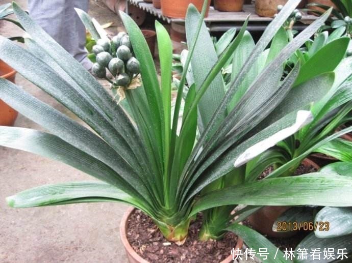 植株|想把君子兰养到爆崽很简单，只要加点这小玩意，小崽噗噗往外冒