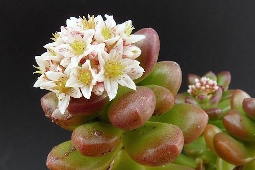 这些多肉植物不该开花,开花及时剪掉,不然越长越瘦