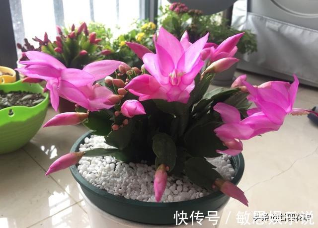 根源|蟹爪兰叶子软塌,难复花,“根源”在这里,解决后重新饱满猛开花