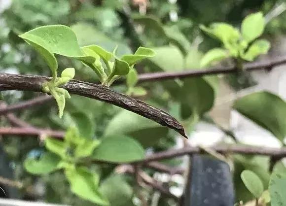 扦插|三角梅的养护大全摘光叶子，少浇水，使劲晒，开花爆满盆