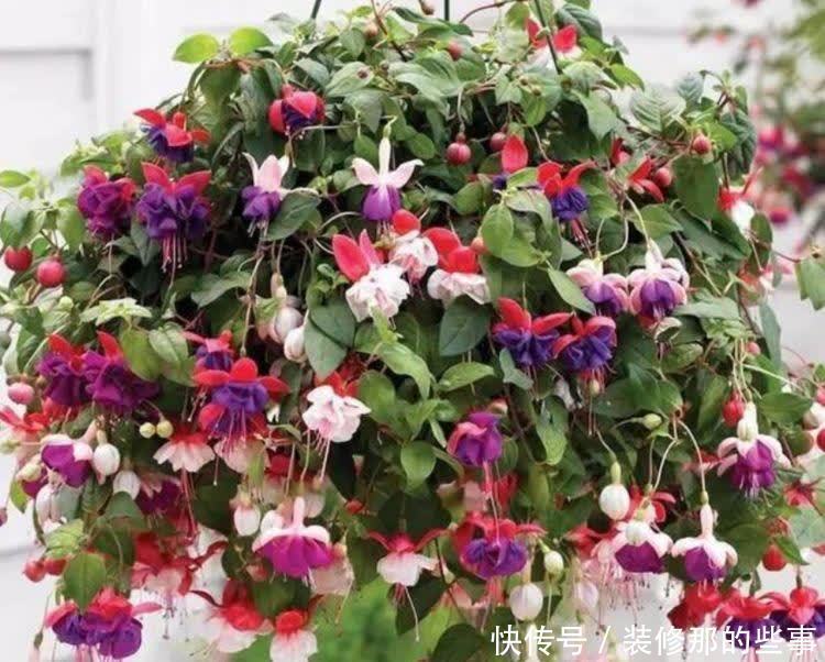 几种花,开花漂亮又好养,鲜艳无比,开成百花园!