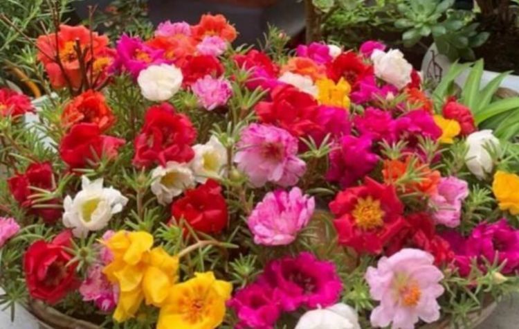 最适合新手养的几种花,沾土就活,枝繁叶茂,是净化空气的小能手