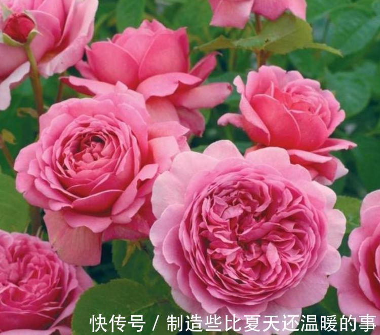 家里养花，花大色艳能爆盆，好养易活真漂亮，家里养出小花园