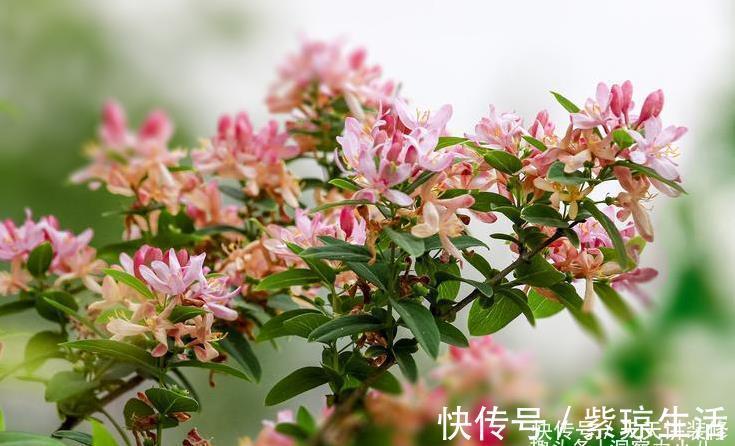 三角梅不耐冻，三个“小动作”，韧性足猛抽穗，绽放层叠群花