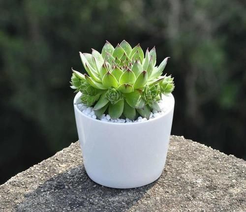 如何给多肉植物浇水？